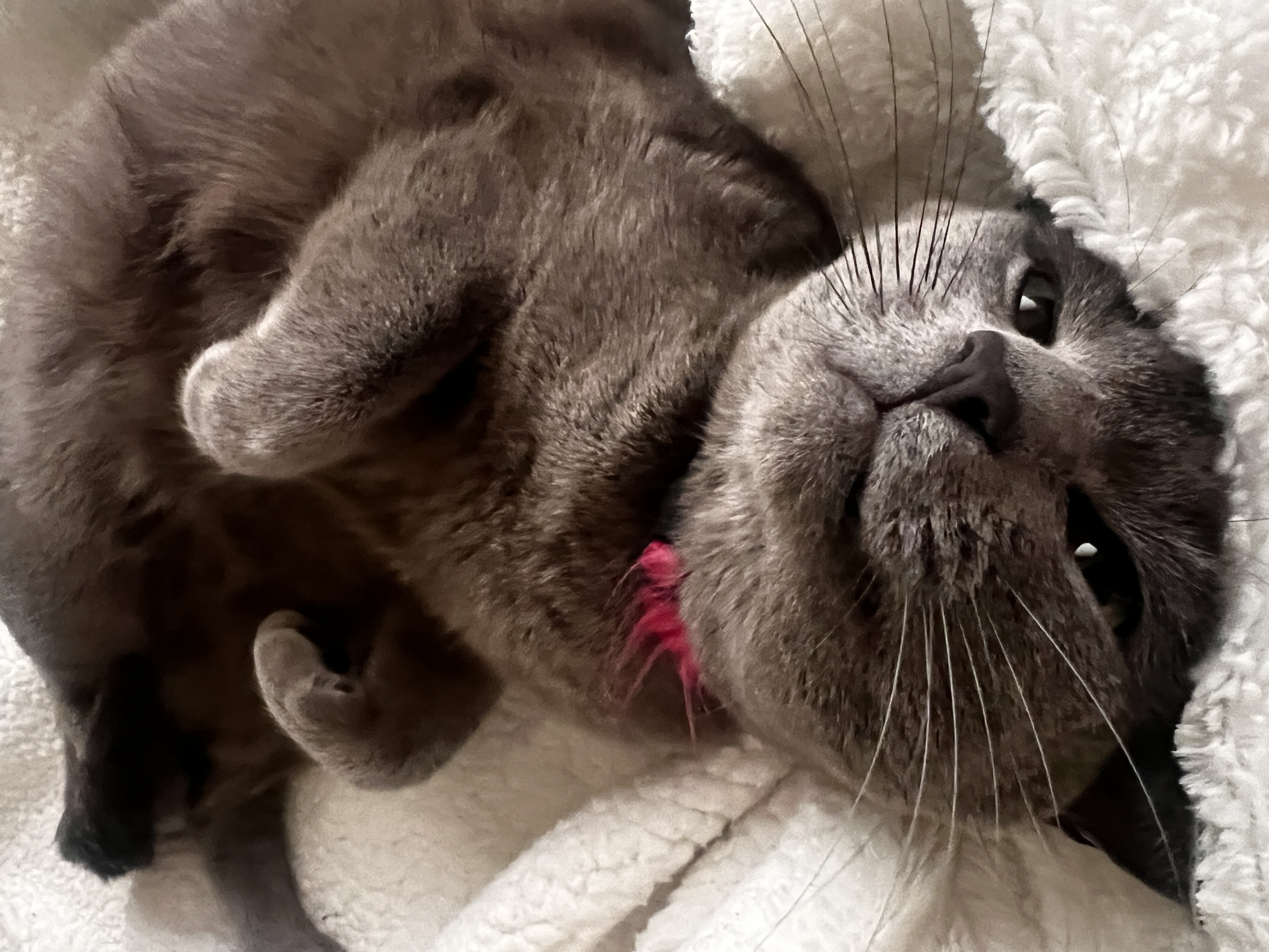 cat, autism, autism mom, adhd mom, neurodiversity, neurodivergent, adhd, audhd. cat mom