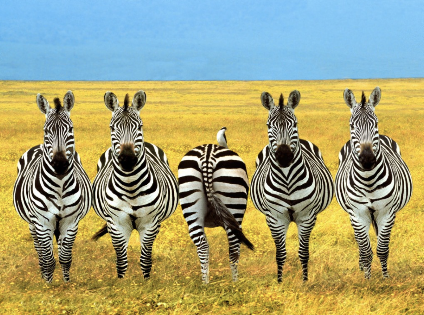 online courses on neurodiversity