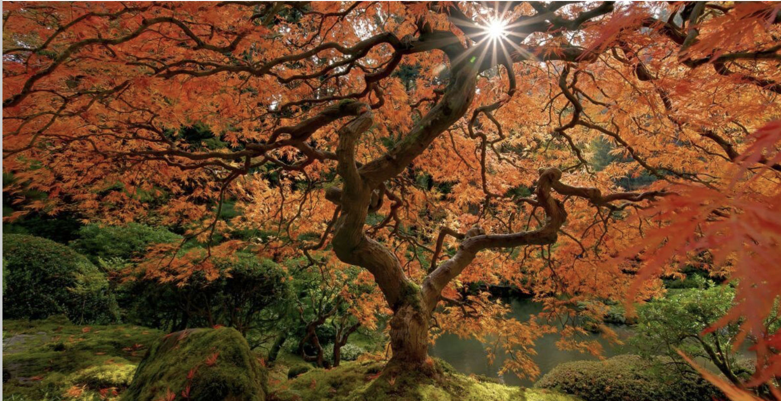 imperfectly perfect beautiful original tree - neurodiversity life coaching